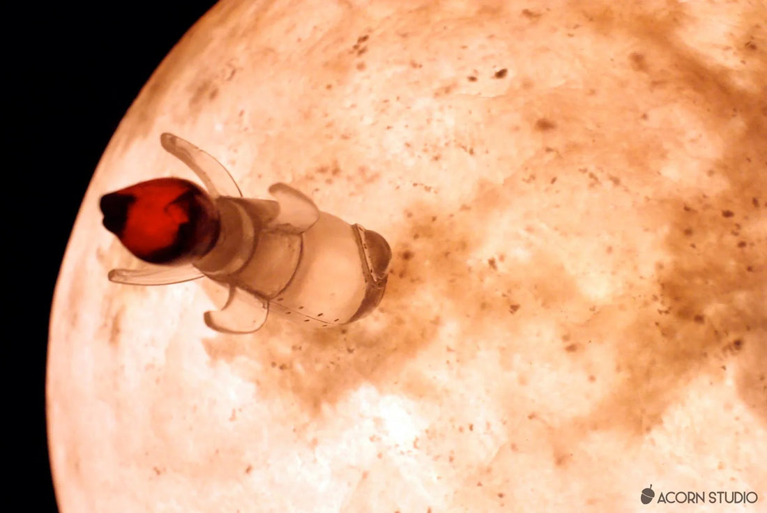 Introducing the Accessories | Luna: Bring the moon along with you